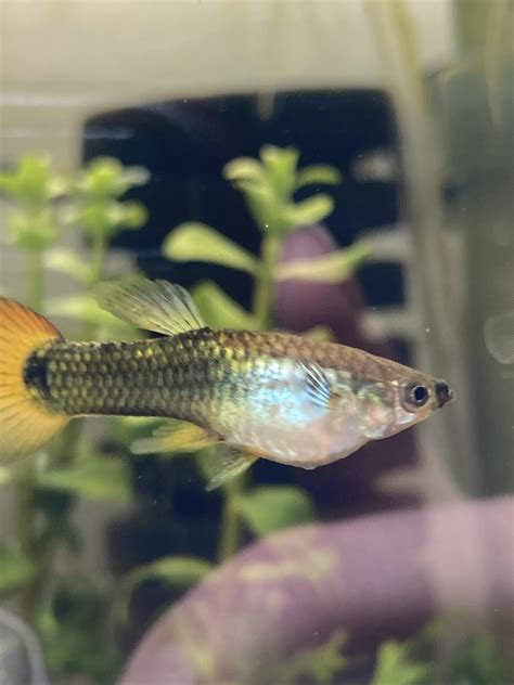 The Essential Guide: How To Look After Guppies Like A Pro