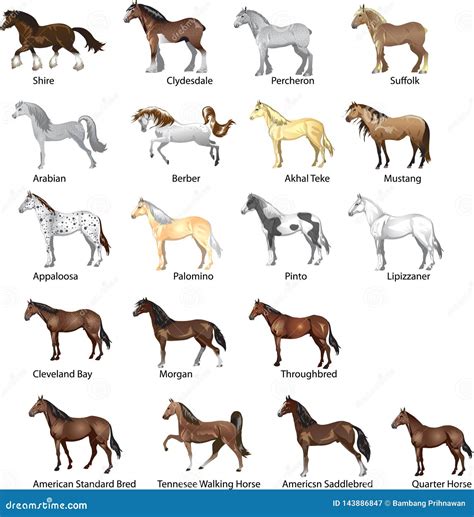 Horse Breeds Set, Various Stallion, Animal , Gallop and Draug Horse ...