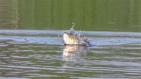 Exploding Frog Video 的图像结果