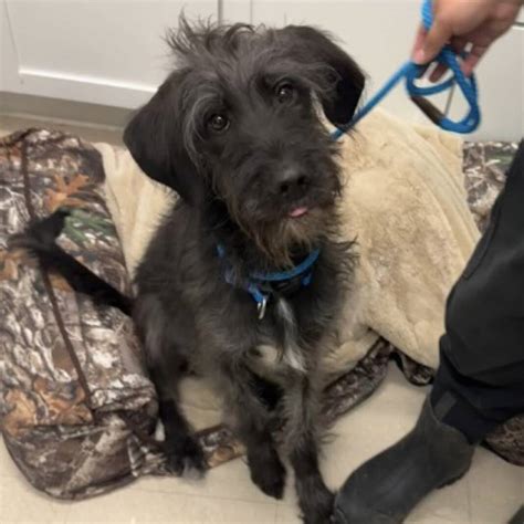 Pets Page: Bartholomew County Humane Society - The Republic News