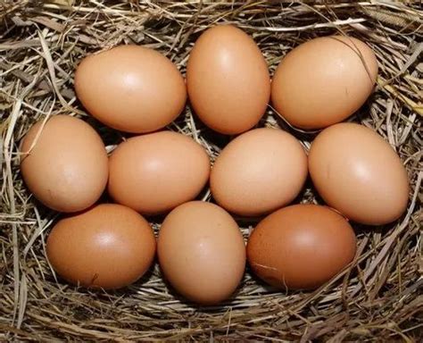 Bharat Poultry Farm