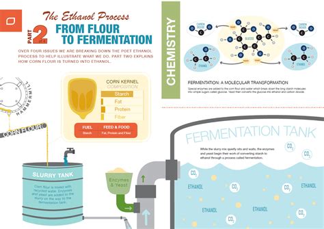 Alcohol Fermentation Mechanism