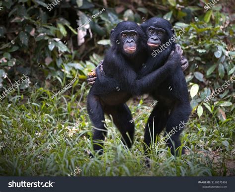 Bonobos Hugging