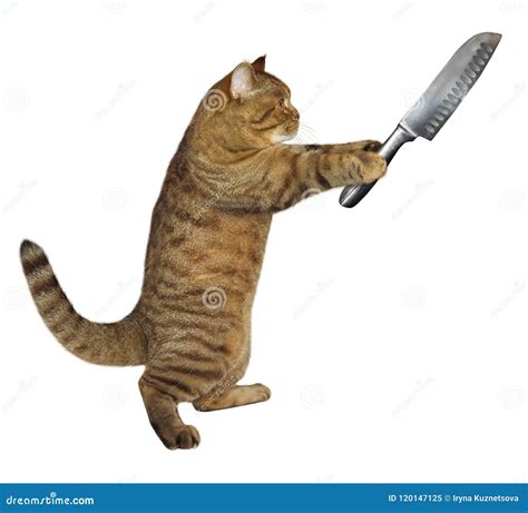 Cat holds a big knife stock image. Image of arms, danger - 120147125