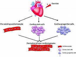 cardiomyocytes 的图像结果