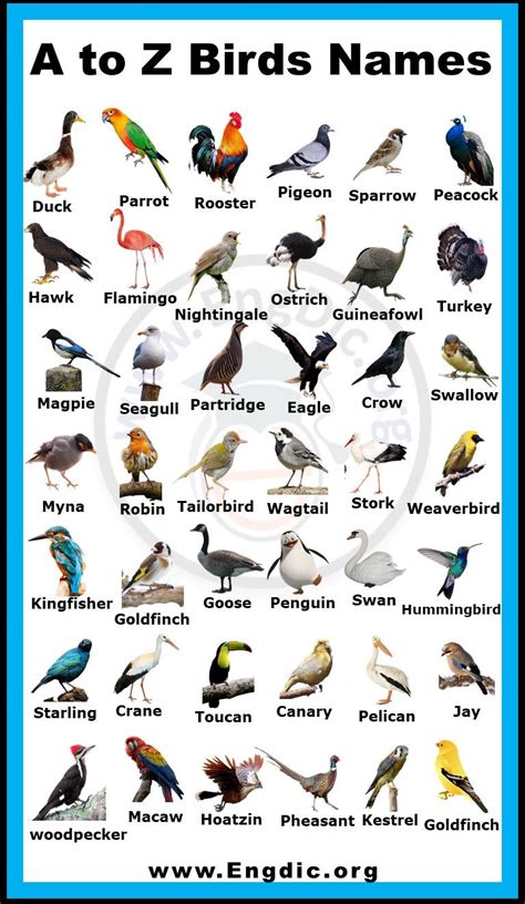 Birds With 4 Letter Names - Business Letter Examples