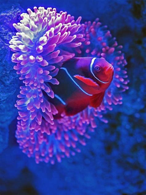 4 Animals That Can Change Gender