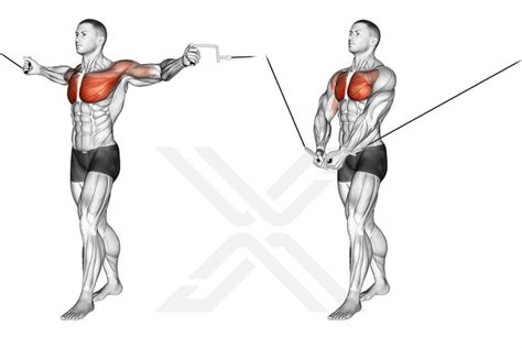 Chest Exercises Cable Flyes at Lester Shippy blog