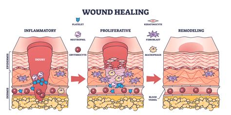 Wound Healing Steps Horse Wound Care Step By Step