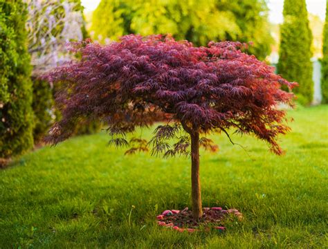 8 Japanese Maple Tree Care Growing Tips