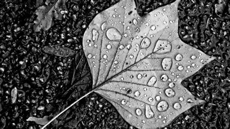 Water Droplets On Leaf Monochrome | 4K HD Wallpaper Download