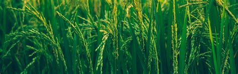 Download wallpaper Grass, Green, Figure, Grass, Green, Pasture, Rice ...