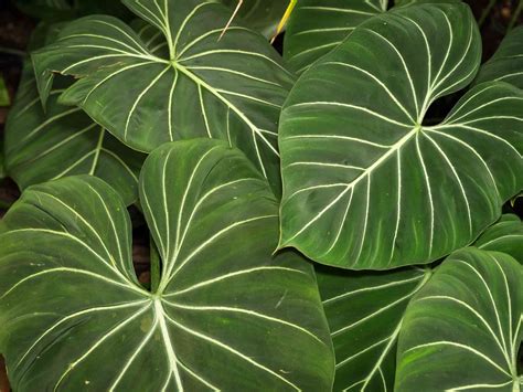 Big House Plants With Big Leaves at Isabel Yazzie blog