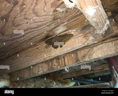 Black Witch (Ascalapha odorata) Insecta Stock Photo - Alamy