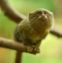 Image result for Pygmy Monkey Baby