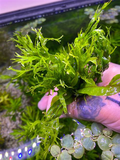 Image result for Windelov Java Fern