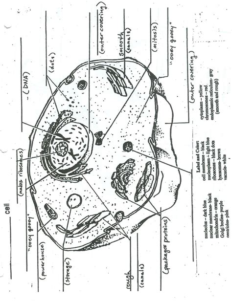 Plant Cell Coloring Page