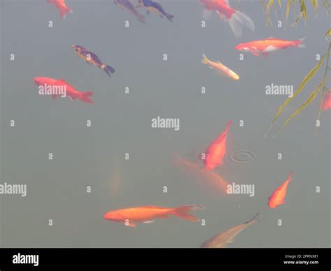 Fish Swim 的图像结果