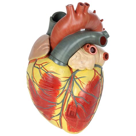 Anatomically Correct Human Heart