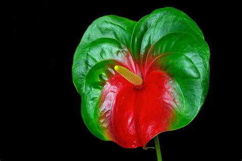 Flowering Plants – M-Tech Gardens
