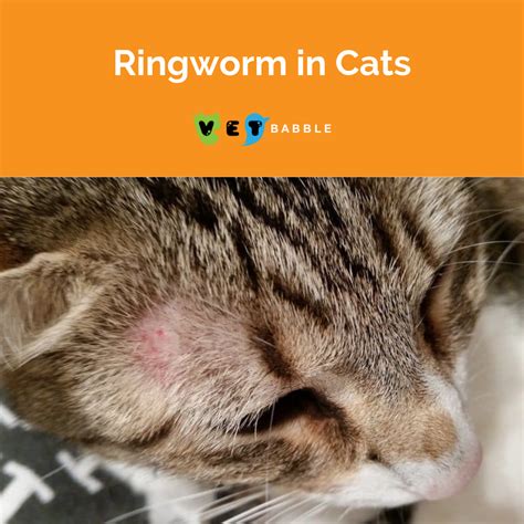 Ringworm in Cats – Learn the Signs and How to Treat | Ringworm in cats, Cat ringworm, Cats