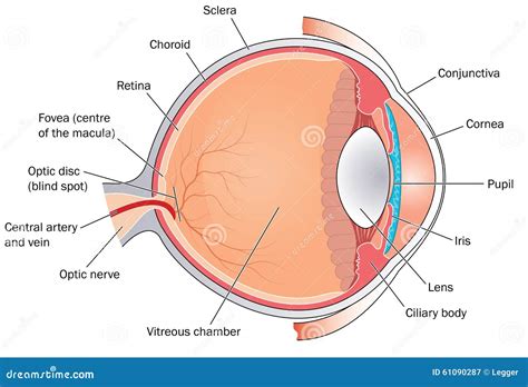 Cross Section through the Eye Stock Vector - Illustration of medical ...