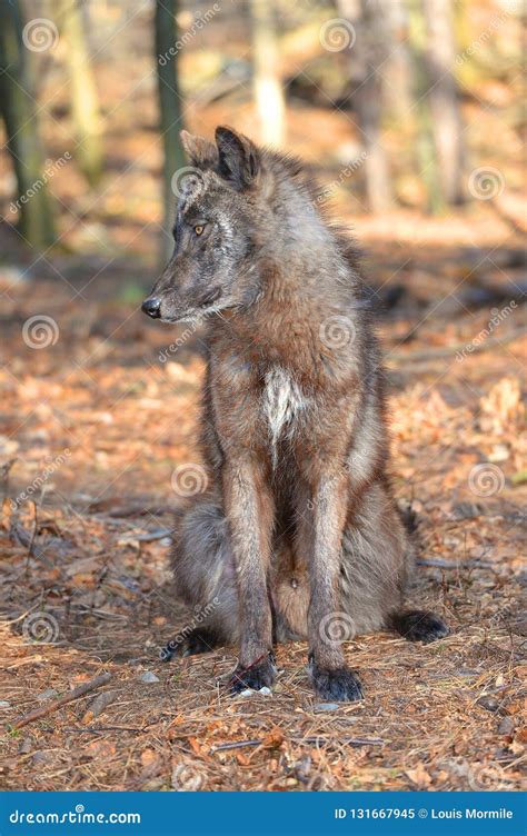 Tundra-Wolf in Wilden Canis Lupus Albus Stockbild - Bild von wolf, holz ...