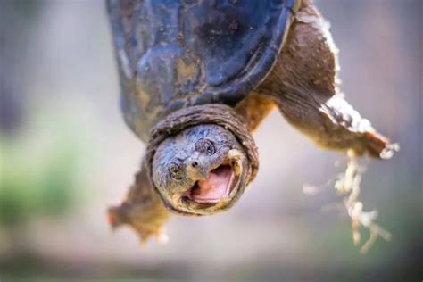 Image result for Snapping Turtle Cleaning