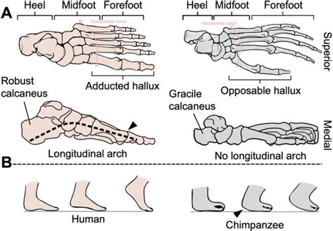 Human Foot Evolution 的图像结果