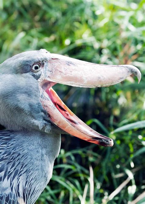 38 Shoebill Stork Facts (Yes, They're Real!) Balaeniceps rex | JustBirding.com