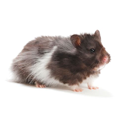 Long-Haired Syrian Hamster for Sale - Live Small Pets | PetSmart