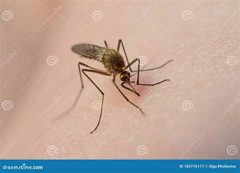 Mosquito Eats Blood on Human Skin. the Concept of Blood-sucking Insects ...