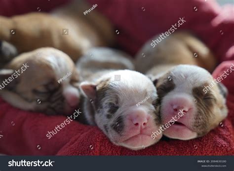 Are All Pitbull Puppies Born With Pink Noses