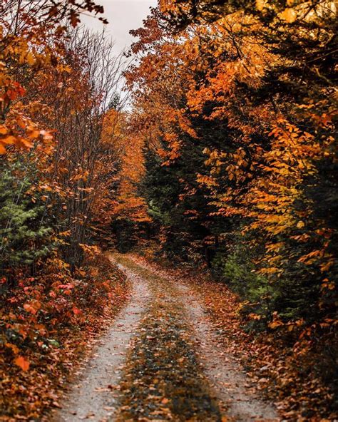 autumn aesthetic wallpaper