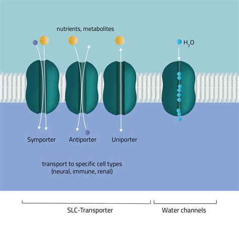 What are membrane proteins and their roles in transport