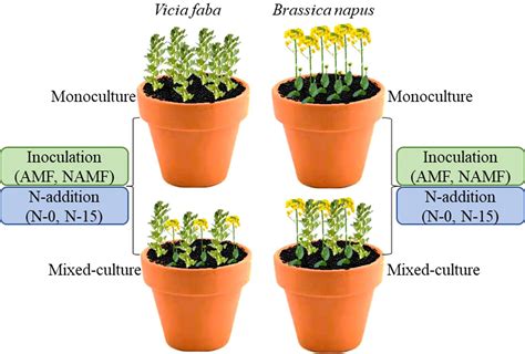 How Do Plants Avoid Competition at Timothy Greenwell blog