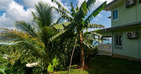 Top View Retreat - Apartment - Outdoor area - Mahé (Seychelles) - Photo 12