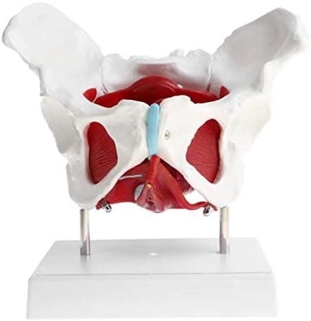 Loom Tree® 1:1 Lifesize Female Pelvis Coccyx Sacrum with Removable ...