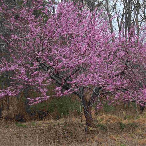 Eastern Redbud Tree | Cercis canadensis – Roots Plants