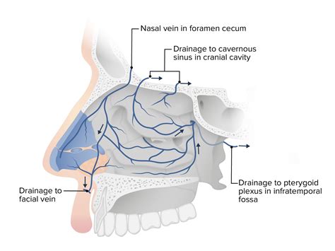Nose Anatomy (External & Internal) | Concise Medical Knowledge