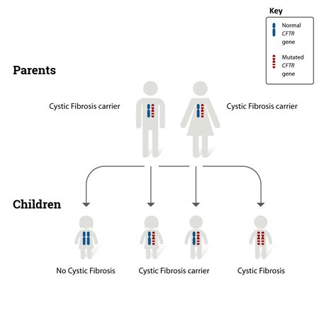 Cystic Fibrosis - Causes | NHLBI, NIH