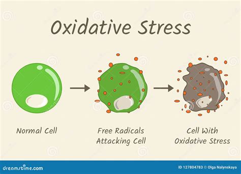 Oxidative Stress Diagram stock vector. Illustration of chronic - 127804783