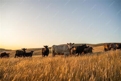 Premium Photo | Fat beef cows grazing on native grasses in a field on a ...