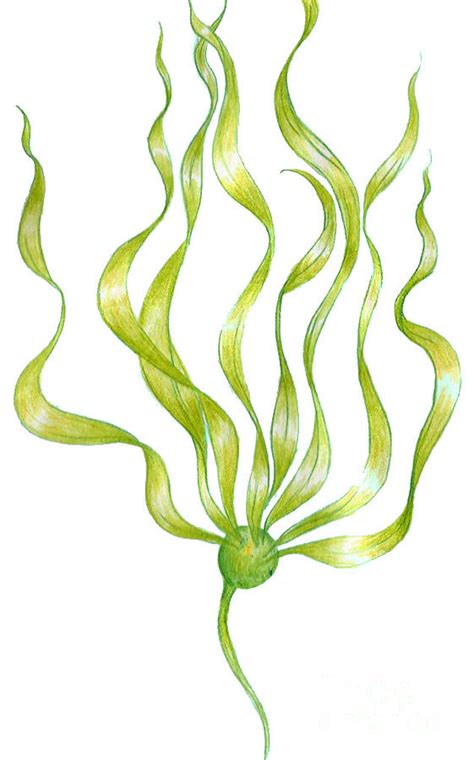 Bull kelp Drawing by Algae Png - Fine Art America