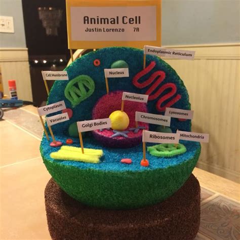 Animal Cell Model Project 的图像结果