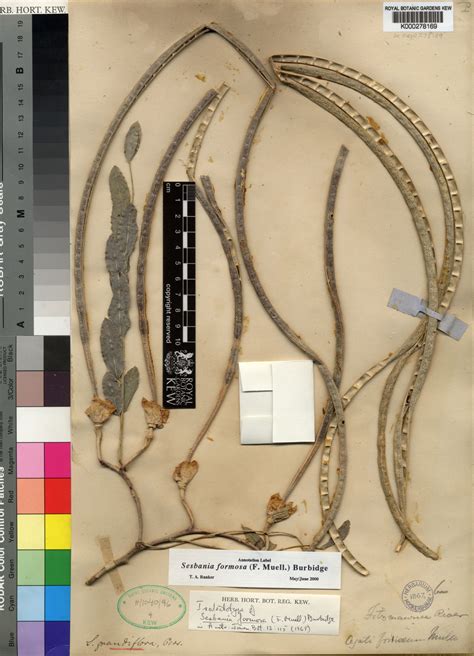 Sesbania formosa (F.Muell.) N.T.Burb. | Plants of the World Online ...