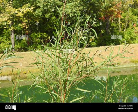 interior sandbar willow (Salix interior Stock Photo - Alamy