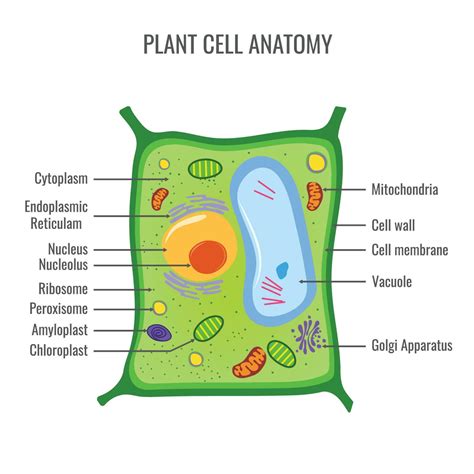 Plant cell anatomy vector illustration 23452889 Vector Art at Vecteezy