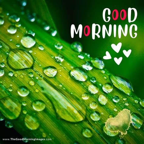 40+ Good Morning Rain Drops Images - Good Morning Pictures