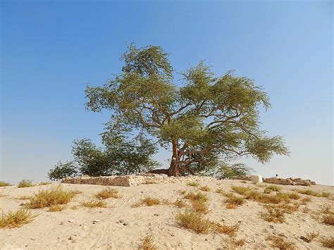 My Pale Blue Blog: The Tree of Life in Bahrain